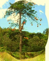 PROYECTO DE INVESTIGACIÒN PACHIRA PULCHRA