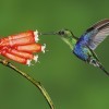 colibrí