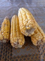 LOS CULTIVADORES DE LA ESPERANZA