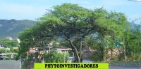 PHYTOINVESTIGADORES