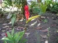 HELICONIAS