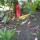 HELICONIAS